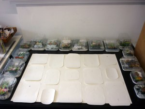 1306 laying out collected thoughts