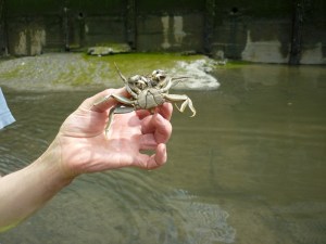 Deptford Creek Crab