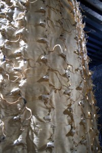 Elpida Hadzi-Vasileva 'Silentio Patho;ogia' 