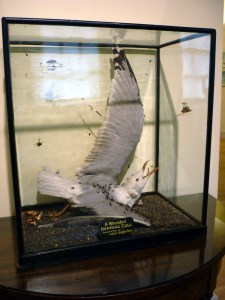 Tessa Farmer 'A wounded Herring Gull'