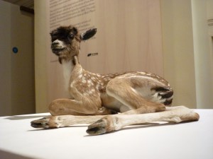 1309 Thomas Grunfeld 2