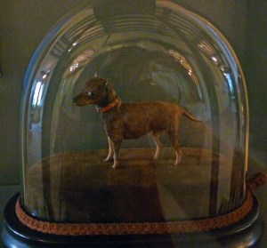 VictorianTaxidermy