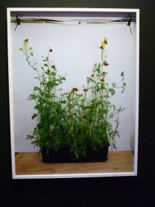 Alison Stolwood Dark Green Fritillary on Wildlife Attracting Mix