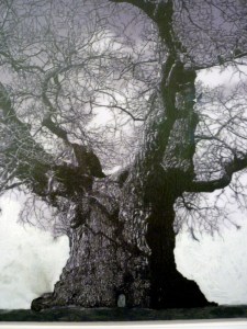 Patrick Van Caeckenbergh 