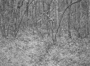 Stephen Walter - Of This Wood Men Shall Know Nothing