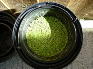 1408 back yard algae