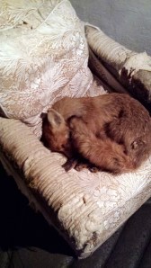 Nick Abrahams - Fox Sleeping