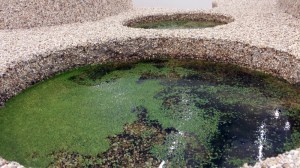 Rachel Champion - Primary Producers