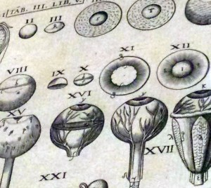 1411 Museum Plantin Moretus 2