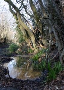 1504 paradise bridle path