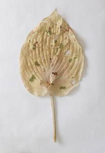 Lizzie Cannon Mended Leaf (Hosta)