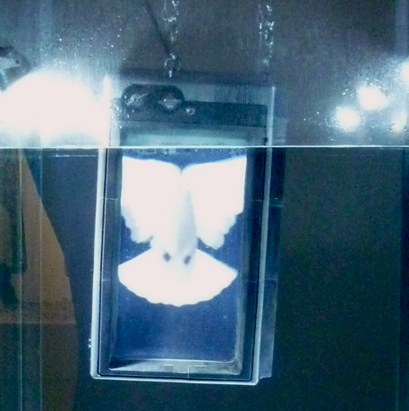 1601 Venice Lee Lee Nam (8)