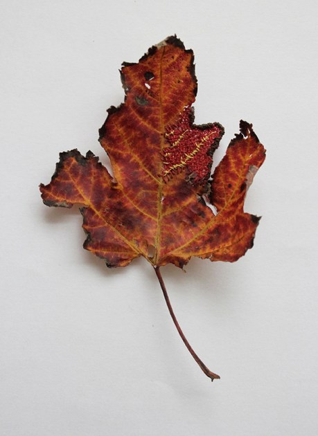 1602 Lizzie Cannon 1