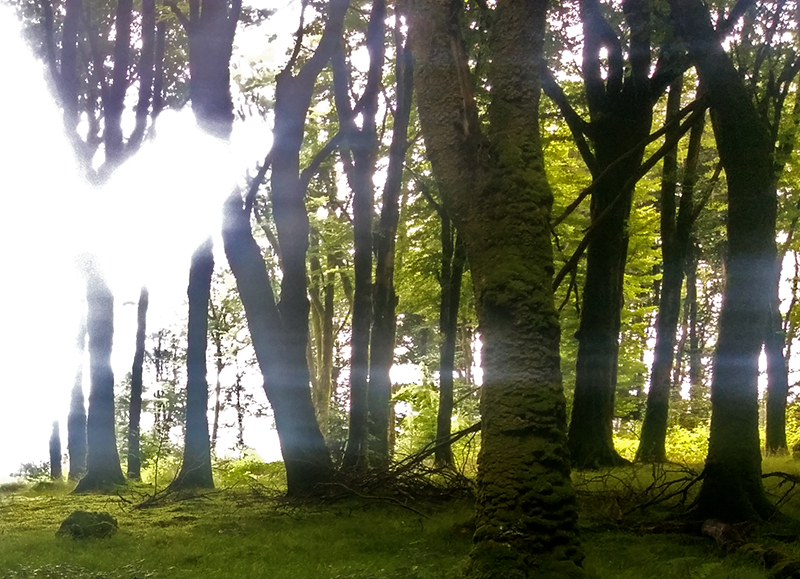 1609-knockmany-forest