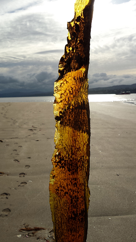 1609-magilligan-point-2