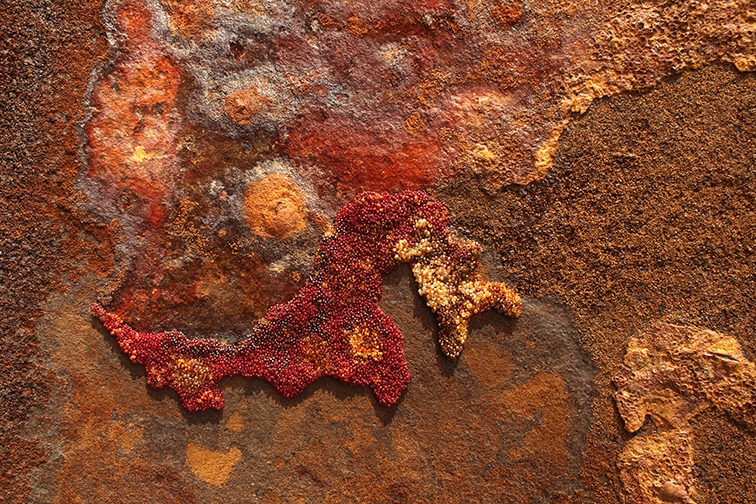 1710 Lizzie Cannon In Transition Detail 1