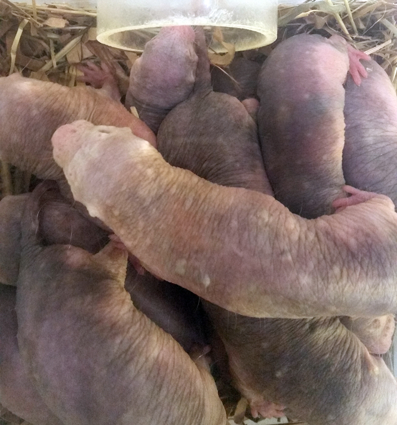1710 naked molerats.jpg