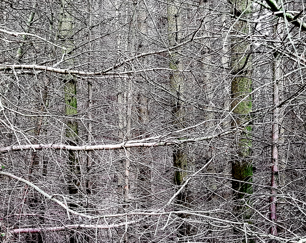 1806 Allendale Impenetrable forest