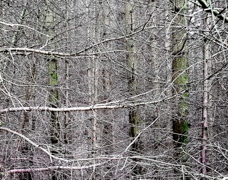 1806 Allendale Impenetrable forest