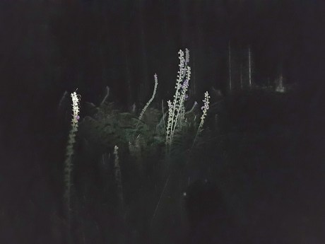 1807 alien darkness.jpg