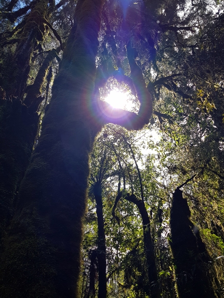 1812 Lake Mathesan forest