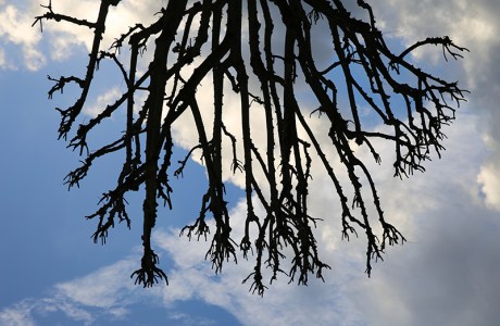 1902 branch partile decay.jpg