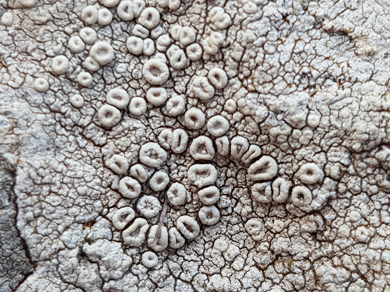 1903 beach barnacles