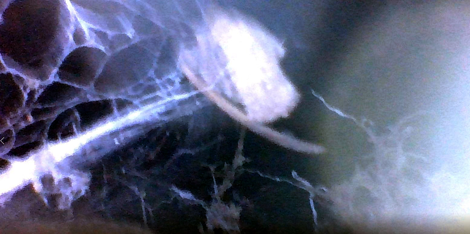 1904 ACA rabbit hole root web