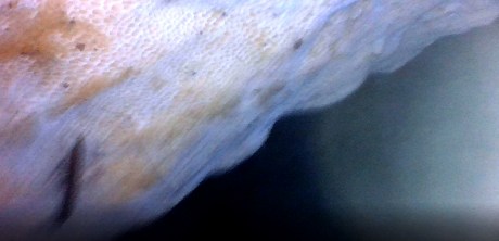 1904 ACA rabbit hole