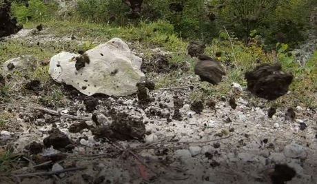 1908 earth collision.JPG