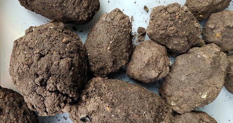 1908 earth meteorites