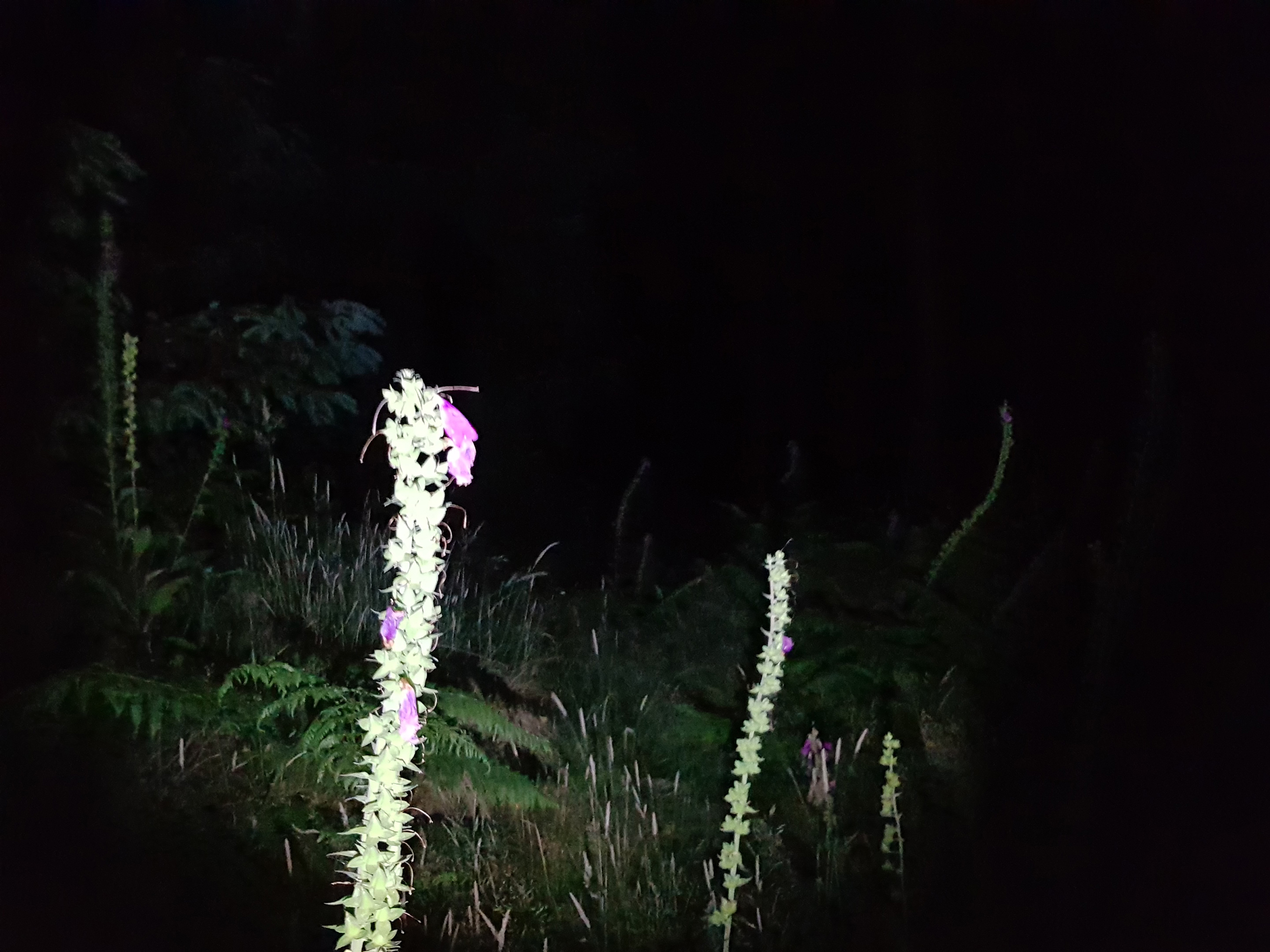 2002 dark skies forest