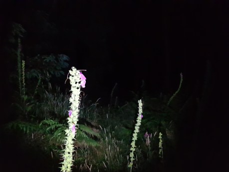 2002 dark skies forest