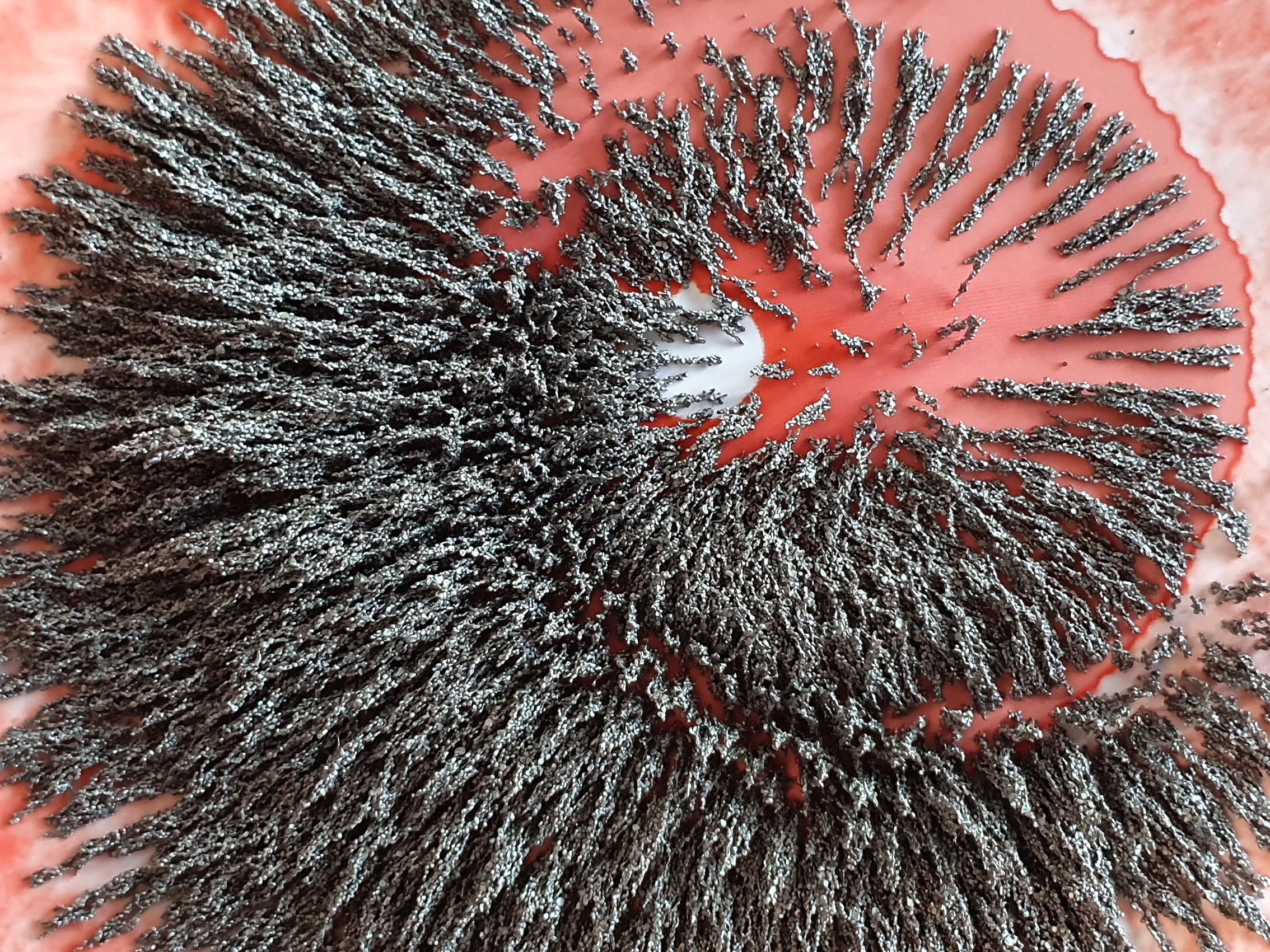 2002 magnetoreceptor wip 2