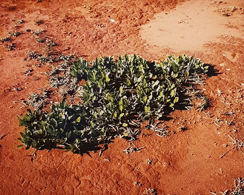 2008 Among the trees 15